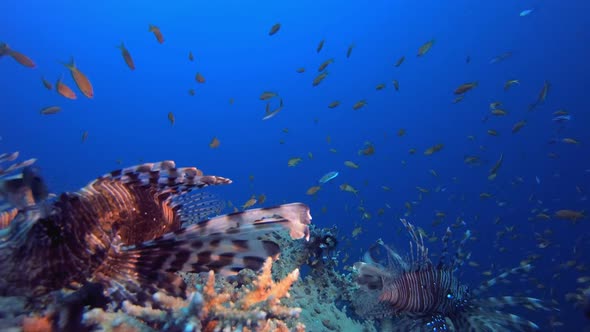 Underwater Reef Sea Lionfish