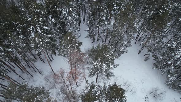Beautiful Winter Forest Top View
