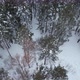 Beautiful Winter Forest Top View - VideoHive Item for Sale