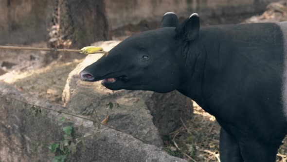 Tourists Feed Funny Black and White Tapir with Banana in Zoo