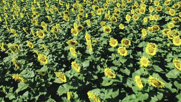 Many Sunflower Flowers with Seeds Ripening on Farmland