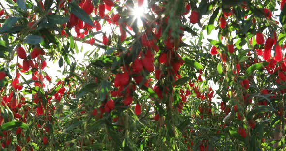 Goji berry fruits and plants in sunshine garden