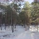 Winter In A Pine Forest - VideoHive Item for Sale