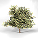 Walnut Tree High Poly - Native Nature 5 - 3DOcean Item for Sale