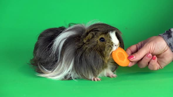 Fluffy Sheltie Guinea Pig and Woman Hand Feeds a Carrot on a Green Background Screen in Studio