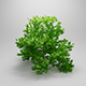 Quercus Rubra Tree High Poly - Native Nature 7 - 3DOcean Item for Sale