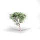 Maple Tree High Poly - Native Nature 6 - 3DOcean Item for Sale