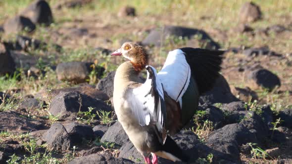Egyptian goose stretching out at uMkhuze Game Reserve 