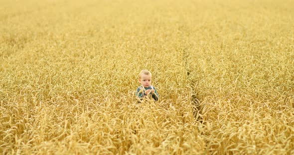 Little Boy Stands in a Wheat Field and Touches the Wheat with His Hands Portrait View