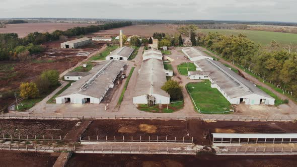 Industrial agriculture cowshed barn with lots of cow, aerial drone view. Agronomy concept