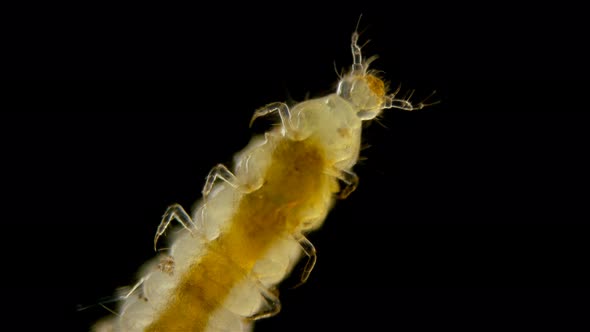 Insect Larva Worm-shaped, Under a Microscope