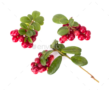 Cowberry branches handpicked, still life, isolated on white background closeup