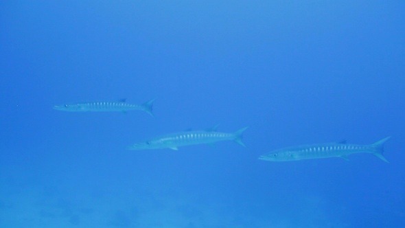 School of Barracudas (Sphyraena Barrakuda), Maldiv