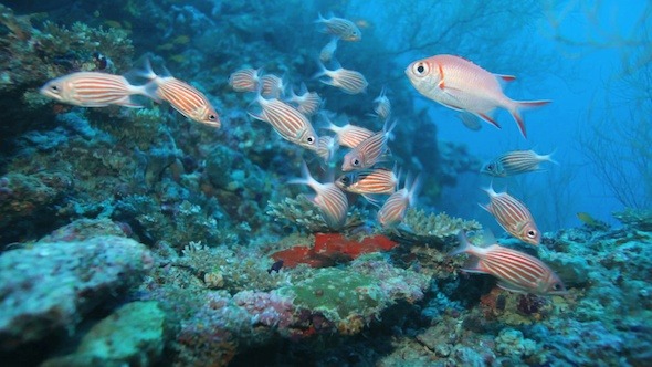 School Of Crown Squirrelfishes 