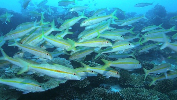 School Of Yellowstripe Goatfishes 