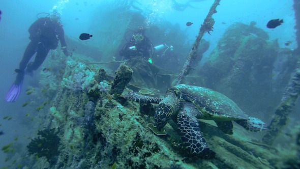 The Hawksbill Turtle (Eretmochelys Imbricata) 2