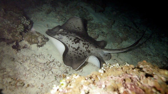 The Blotched Fantail Ray (Taeniura Meyeni) 