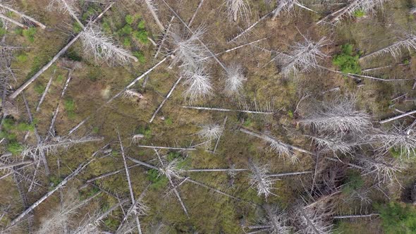 Dead and Dying Forest Caused by the Bark Beetle Aerial View