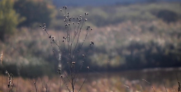 Wind Shakes A Dried Grass