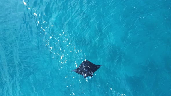 Large marine Manta Ray effortlessly glides as it feeds in the blue waters of the Great Barrier Reef