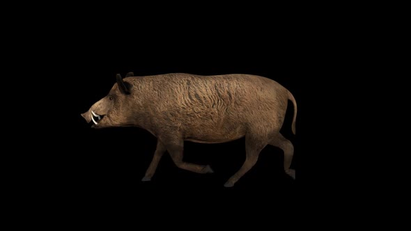 Wild Boar Walk alt