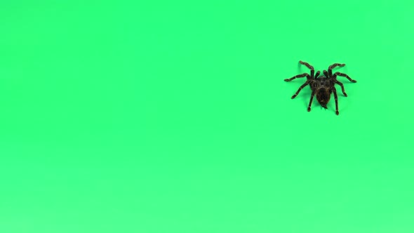 Spider Tarantula in Threatening Position Isolated at Green Screen. Closeup