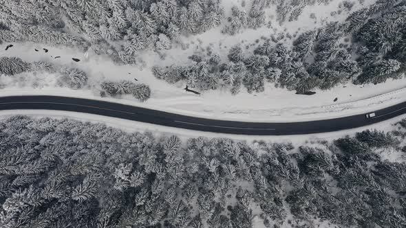 Long Road Straight Through Snowy Forest in Winter