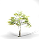 Alder Tree High Poly - Native Nature 9 - 3DOcean Item for Sale