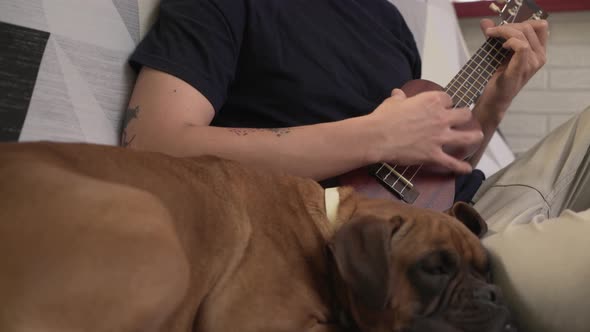 young man with his dog on the couch playing the ukulele relaxed