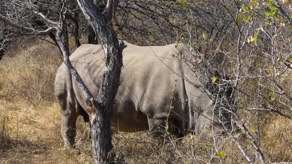 Close up of Solidary Rhino grazing in the bushes in Botswana with one horn removed