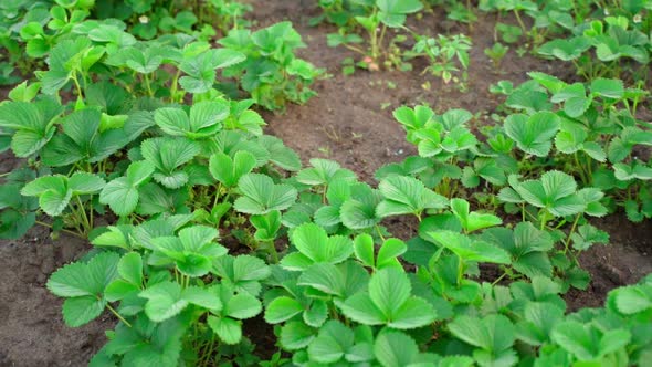 Parallax Over Green Leaf Strawberry Leaves