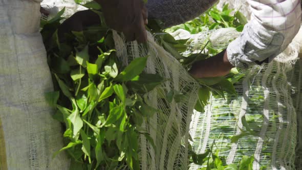 Woman in Traditional Skirt Holds Large Bag with Green Leaves