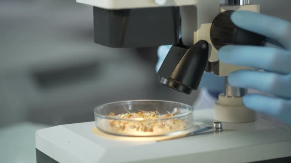 Laboratory Scientist Checking Under Microscope Quality of Newly Bred Wheat