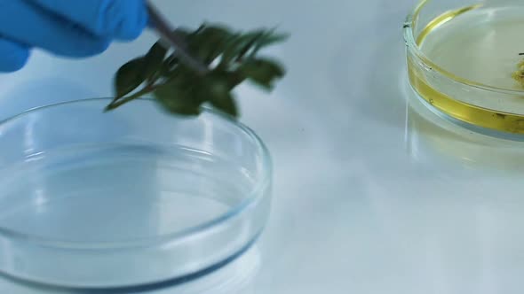 Cosmetology Expert Placing Plant Into Petri Dish With Oil, Making Extract
