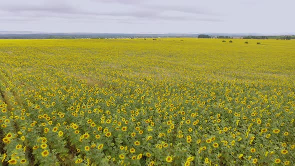 AERO VIDEO Sunflower Sun Summer Season Plant Nature Plants on Earth Energy Sources and Sky Sunflower