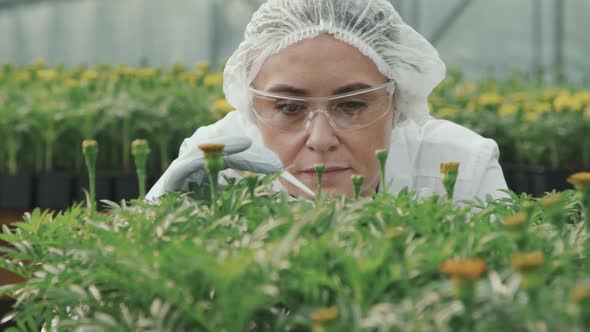 Agricultural Scientist Doing Research on Plants in Hothouse
