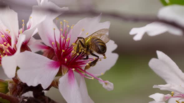 Bee On Flower 80