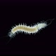 worm Polychaeta under a microscope, Syllidae family, female with eggs - VideoHive Item for Sale