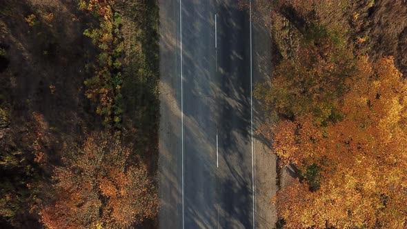 Drone's Eye Autumn Road: Aerial Top Down View of Lane Between Foliage Tree