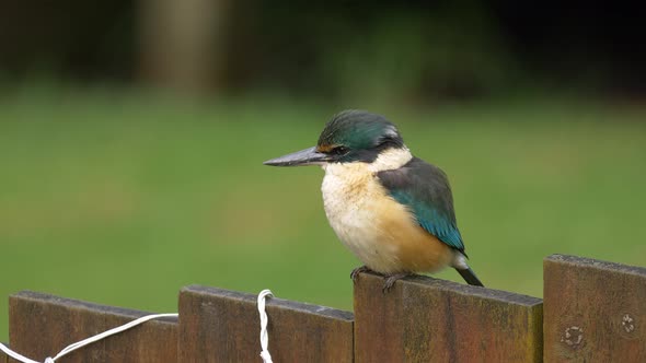 A Sacred Kingfisher Bird Sitting On The Wooden Fence In The Lush Garden In New Zealand - close up, s