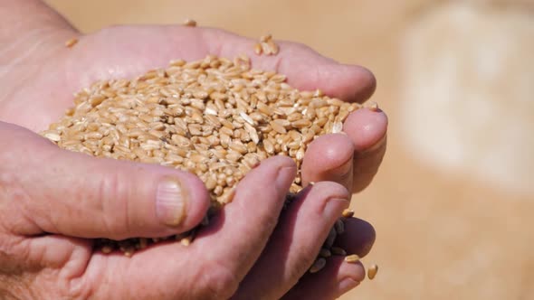 Hands of Farmer Touching and Sifting Wheat Grains in a Sack. Wheat Grain in a Hand After Good