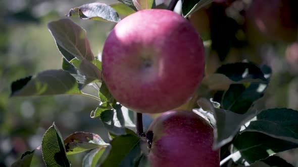 Very tight backlit shot of red delicious, fuji, or honey crisp apples in a windy ochard.