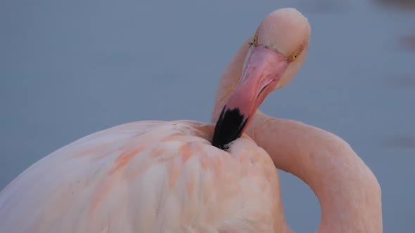 Greater flamingo fighting a mosquito, Camargue, France
