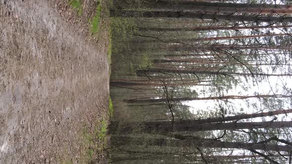 Vertical Video of a Road in the Forest Slow Motion