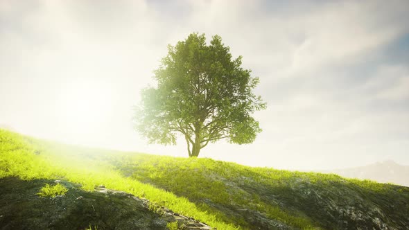 Spring Field Wit Lone Tree