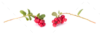 Cowberry branches handpicked, still life, isolated on white background closeup