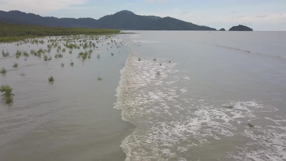 Wave hit the mangrove trees