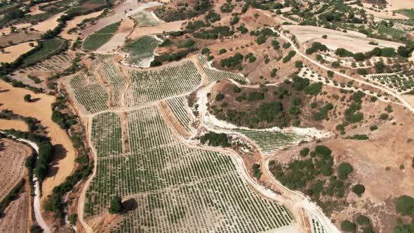 Aerial View of Grape Plantation on Sunny Day in Cyprus