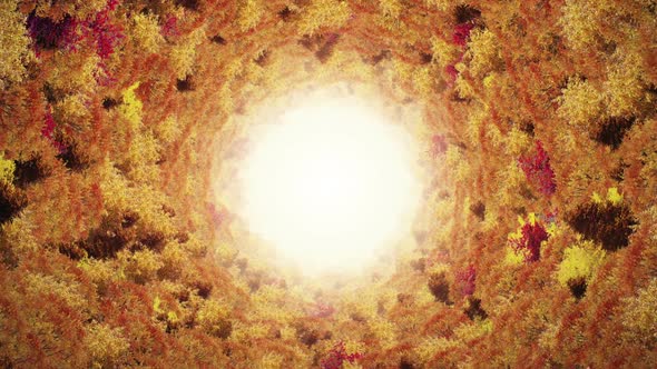 Autumn Forest Tunnel alt