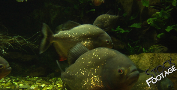 "Fishes 15" Stock Footage in Full HD 1920x1080